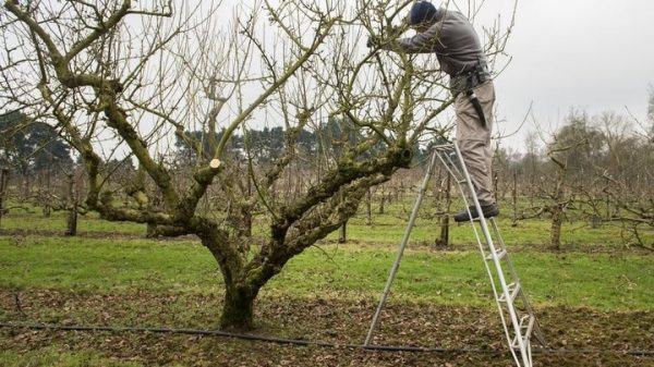 Αποκλειστικά κατά τον λήθαργο η εφαρμογή ορυκτελαίων κατά ψύλλας της αχλαδιάς