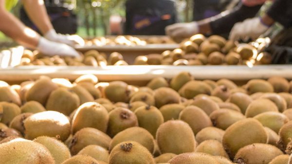 Βάζει πλώρη για το Βιετνάμ το ελληνικό ακτινίδιο, ολοκληρώθηκαν οι διαπραγματεύσεις φυτοϋγειονομικών υπηρεσιών