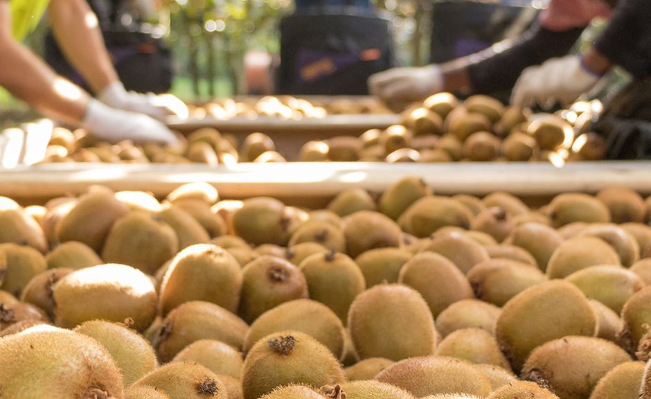 Βάζει πλώρη για το Βιετνάμ το ελληνικό ακτινίδιο, ολοκληρώθηκαν οι διαπραγματεύσεις φυτοϋγειονομικών υπηρεσιών