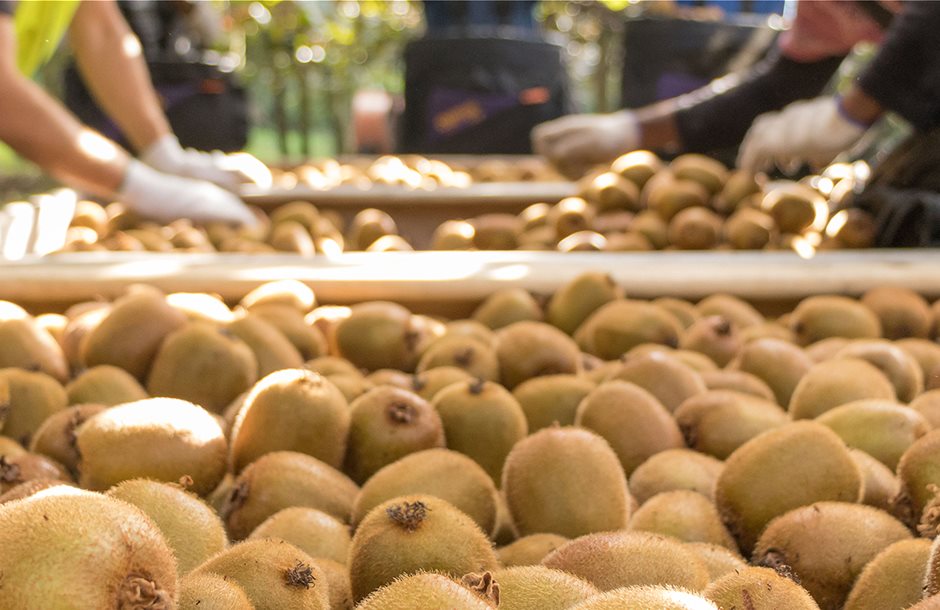 Βάζει πλώρη για το Βιετνάμ το ελληνικό ακτινίδιο, ολοκληρώθηκαν οι διαπραγματεύσεις φυτοϋγειονομικών υπηρεσιών