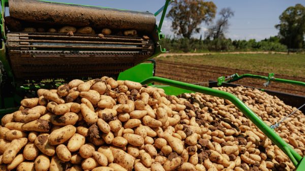 Δύο ελληνοποιήσεις αιγυπτιακών πατατών έδειξαν έλεγχοι του ΥΠΑΑΤ