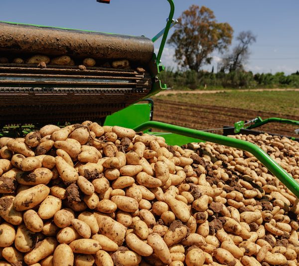 Δύο ελληνοποιήσεις αιγυπτιακών πατατών έδειξαν έλεγχοι του ΥΠΑΑΤ