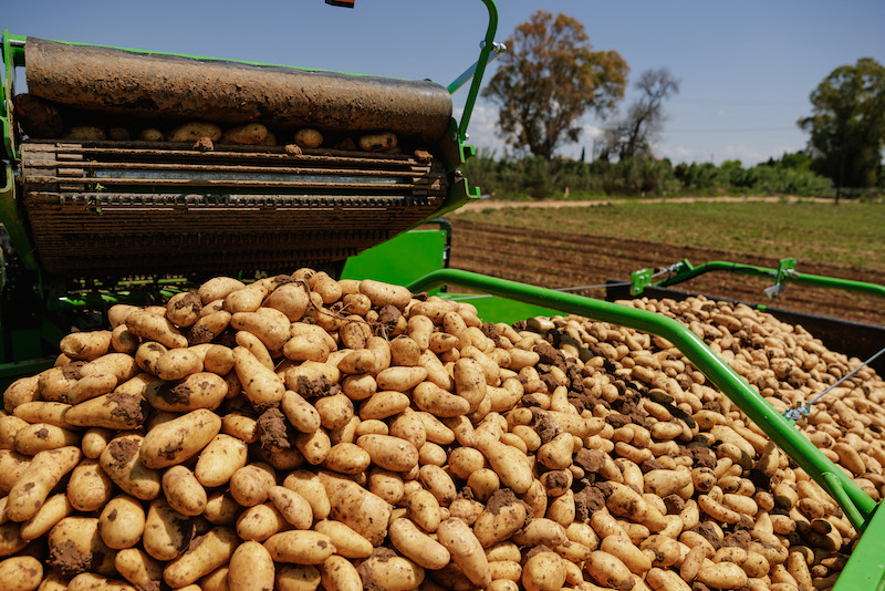 Δύο ελληνοποιήσεις αιγυπτιακών πατατών έδειξαν έλεγχοι του ΥΠΑΑΤ