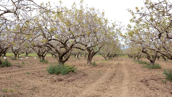 Προληπτικά μέτρα στις φιστικιές για αποφυγή απώλειας φυτικού κεφαλαίου