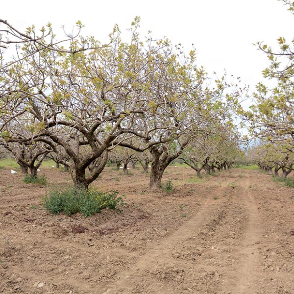 Προληπτικά μέτρα στις φιστικιές για αποφυγή απώλειας φυτικού κεφαλαίου