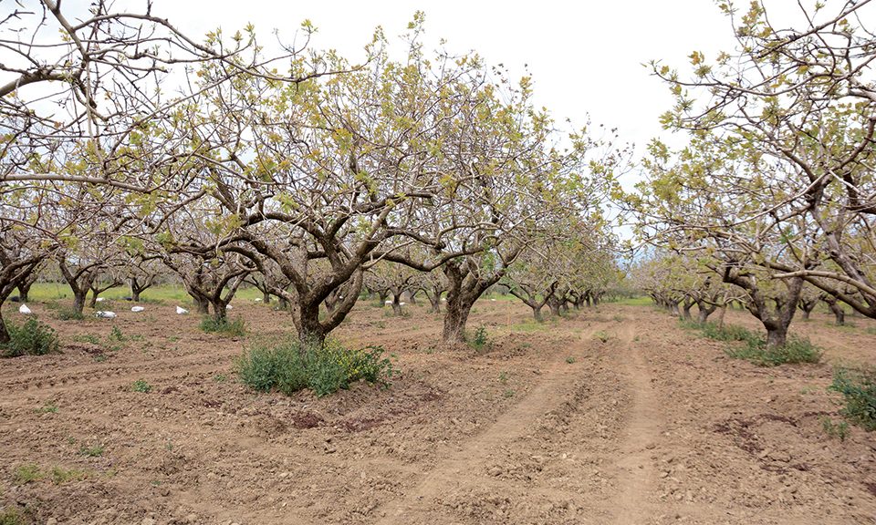 Προληπτικά μέτρα στις φιστικιές για αποφυγή απώλειας φυτικού κεφαλαίου