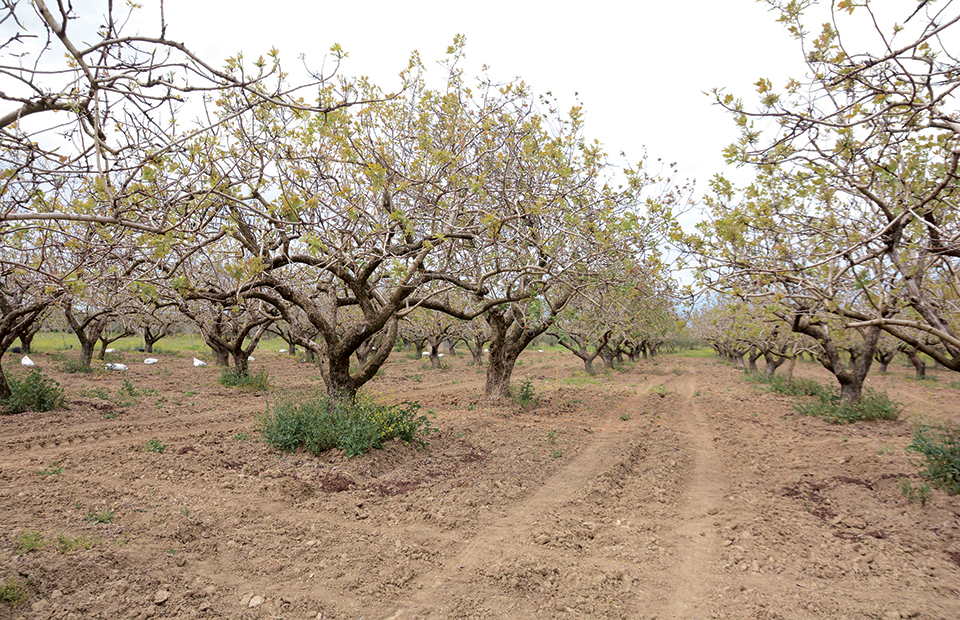 Προληπτικά μέτρα στις φιστικιές για αποφυγή απώλειας φυτικού κεφαλαίου