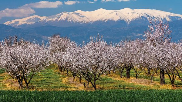 Μεγάλη προσοχή ως την καρπόδεση απαιτεί η καλλιέργε