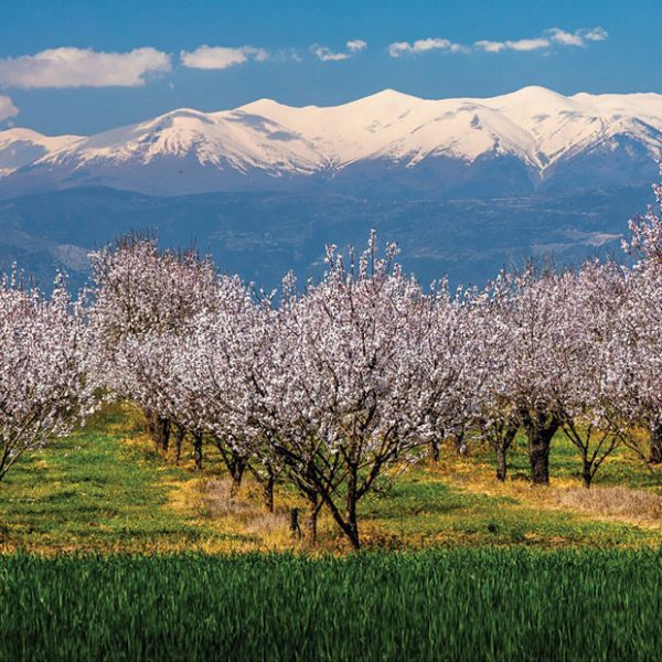 Μεγάλη προσοχή ως την καρπόδεση απαιτεί η καλλιέργε