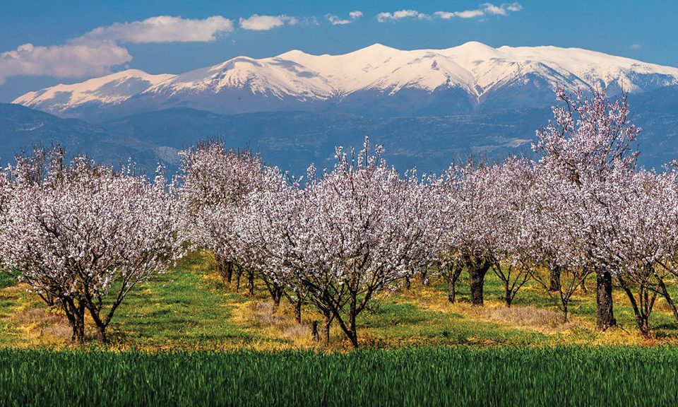 Μεγάλη προσοχή ως την καρπόδεση απαιτεί η καλλιέργε