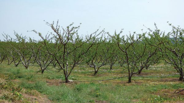 Κρίσιμη η διαχείριση καταπονήσεων και stress ανεξαρτήτως καλλιέργειας