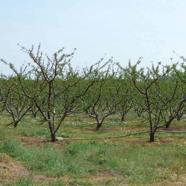 Κρίσιμη η διαχείριση καταπονήσεων και stress ανεξαρτήτως καλλιέργειας