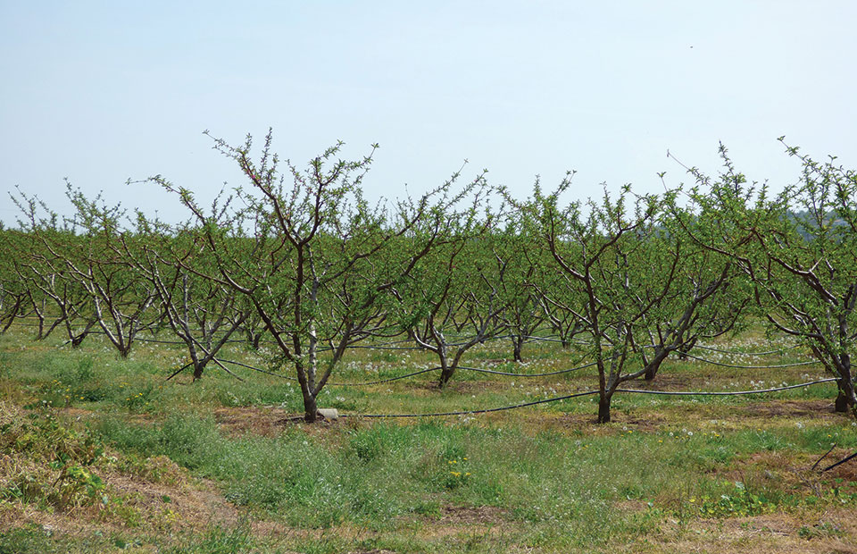 Κρίσιμη η διαχείριση καταπονήσεων και stress ανεξαρτήτως καλλιέργειας