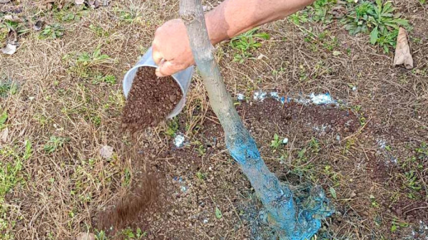 Κάνει τη διαφορά στην καλλιέργεια της ακτινιδιάς η οργανική λίπανση