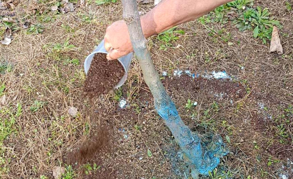 Κάνει τη διαφορά στην καλλιέργεια της ακτινιδιάς η οργανική λίπανση