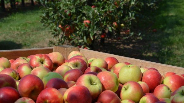 Παρόντα στην γερμανική αγορά τα ελληνικά φρούτα, θέλει προσπάθεια» η αύξηση μεριδίων