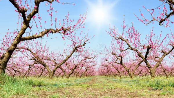 Από τη διόγκωση των οφθαλµών της ροδακινιάς ο εξώ