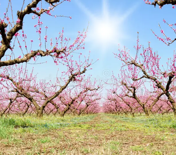 Από τη διόγκωση των οφθαλµών της ροδακινιάς ο εξώ