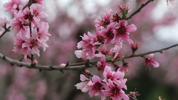 Ευαίσθητα σε μυκητολογικές ασθένειες ως την καρπόδεση τα πυρηνόκαρπα