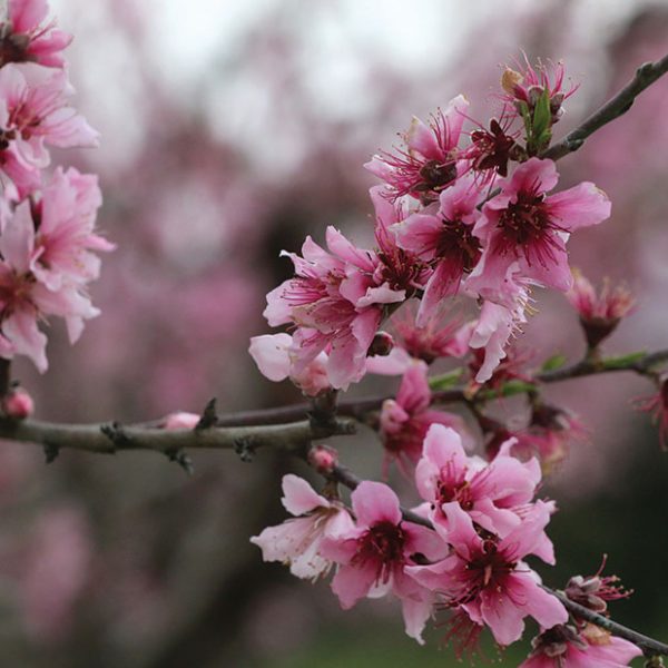 Ευαίσθητα σε μυκητολογικές ασθένειες ως την καρπόδεση τα πυρηνόκαρπα