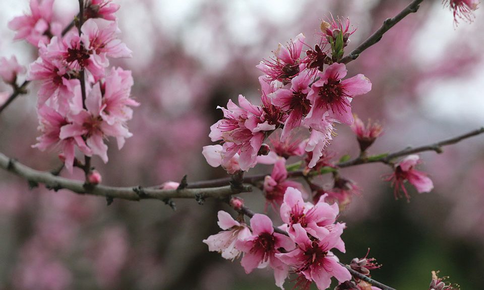 Ευαίσθητα σε μυκητολογικές ασθένειες ως την καρπόδεση τα πυρηνόκαρπα