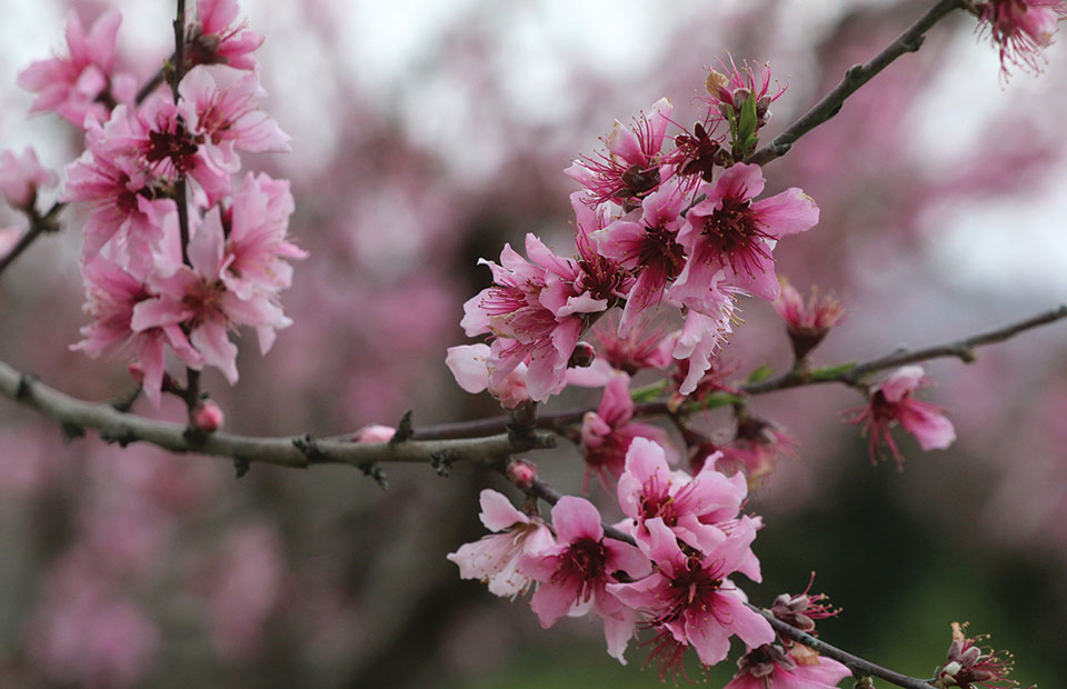 Ευαίσθητα σε μυκητολογικές ασθένειες ως την καρπόδεση τα πυρηνόκαρπα
