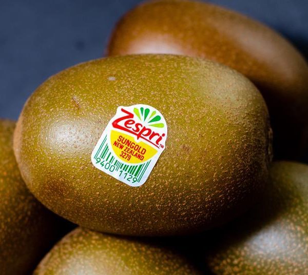 Η Zespri ανακοίνωσε ότι η σεζόν για τα ακτινίδια SunGold στο Βόρειο Ημισφαίριο ολοκληρώθηκε με πολύ θετικά αποτελέσματα, καταγράφοντας σημαντική αύξηση των όγκων στο πλαίσιο του προγράμματος Zespri Global Supply και παράταση της διαθεσιμότητας στην αγορά.