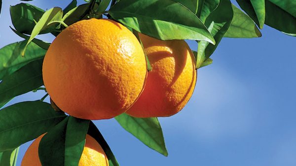 Ξεκίνησαν οι πτήσεις ενηλίκων του μαύρου αλευρώδη στις πορτοκαλιές Θεσπρωτίας