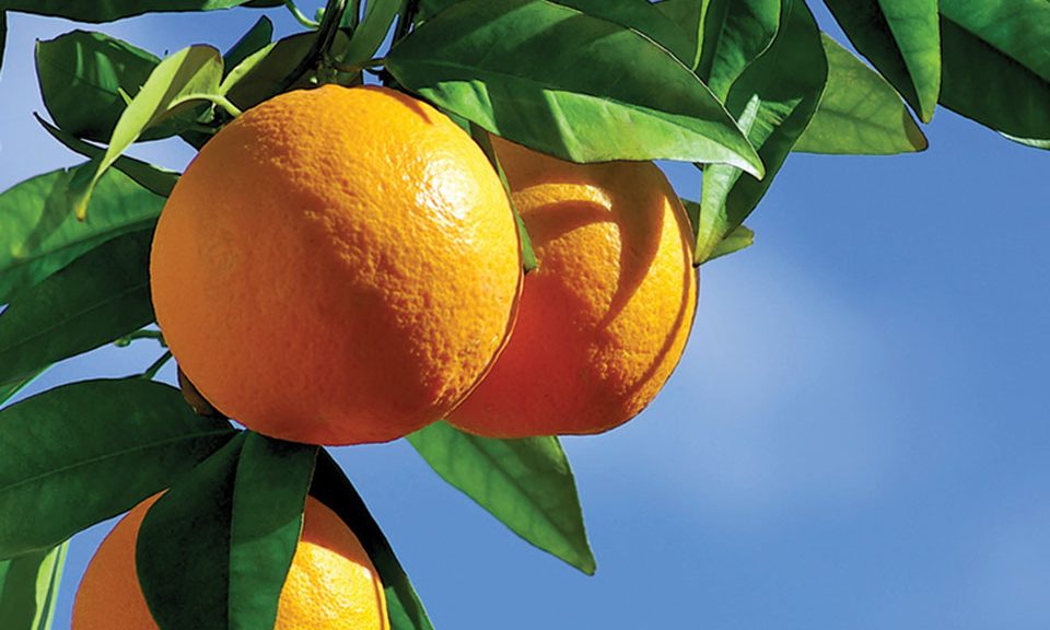 Ξεκίνησαν οι πτήσεις ενηλίκων του μαύρου αλευρώδη στις πορτοκαλιές Θεσπρωτίας