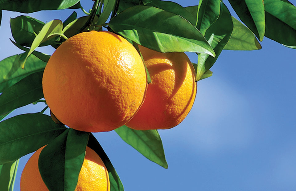 Ξεκίνησαν οι πτήσεις ενηλίκων του μαύρου αλευρώδη στις πορτοκαλιές Θεσπρωτίας