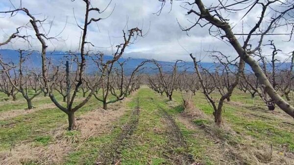 Σε συναγερμό Πέλλα και Ημαθία για παραμορφωμένους καρπούς και ξερές βέργες στις ροδακινιές