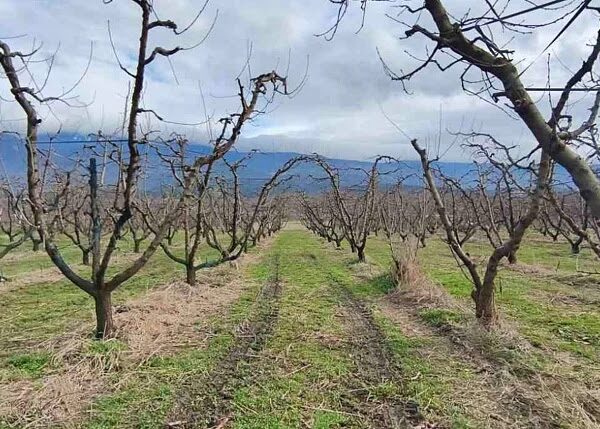 Σε συναγερμό Πέλλα και Ημαθία για παραμορφωμένους καρπούς και ξερές βέργες στις ροδακινιές