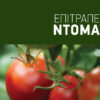 Η διατήρηση της υγείας στη ντομάτα κρίνει την ποιότητα καθώς και την εμπορική αξία