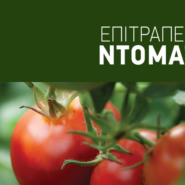 Η διατήρηση της υγείας στη ντομάτα κρίνει την ποιότητα καθώς και την εμπορική αξία