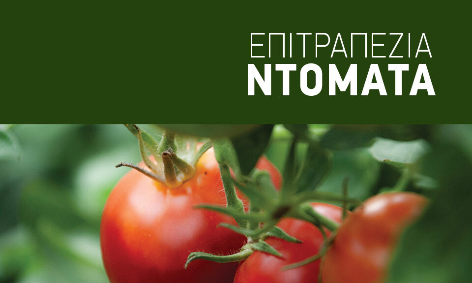 Η διατήρηση της υγείας στη ντομάτα κρίνει την ποιότητα καθώς και την εμπορική αξία