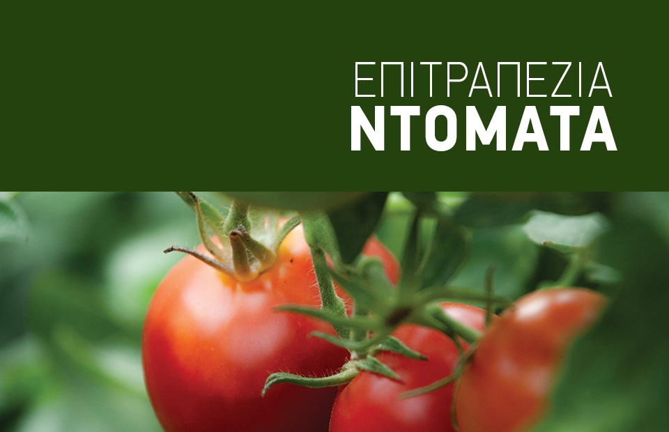 Η διατήρηση της υγείας στη ντομάτα κρίνει την ποιότητα καθώς και την εμπορική αξία