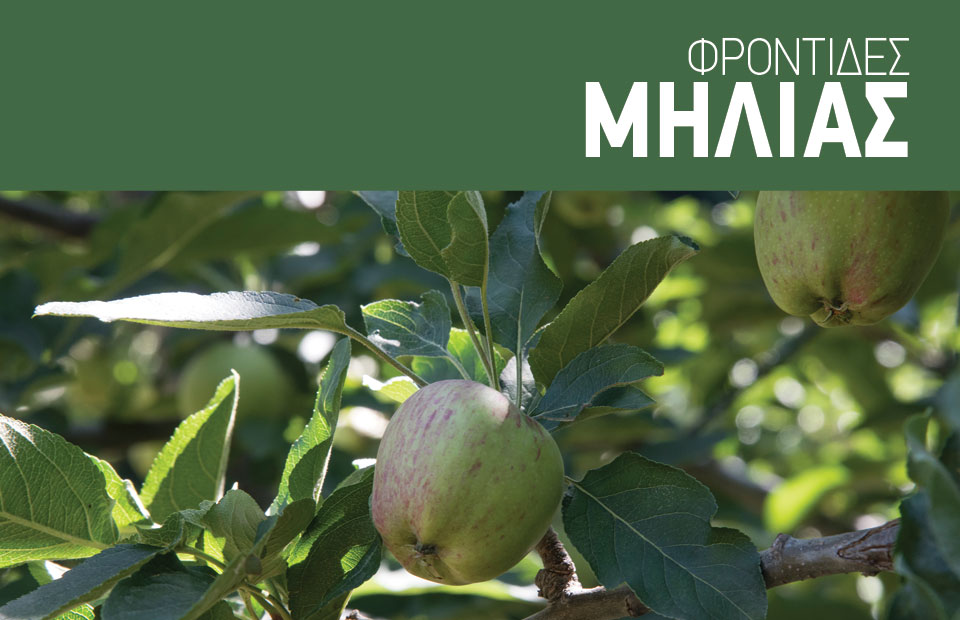 Η ορθή θρέψη βάζει πλάτη για να έρθει η αύξηση του αριθμού καρπών στα μήλα